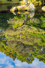 Reflection of a pine tree and a small rock island in a Japanese garden. Selective focus