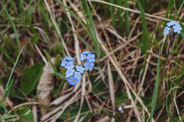 blooming little blue flowers in the grass