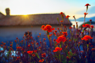 Fototapeta na wymiar flowers in backyard garden with sunlight