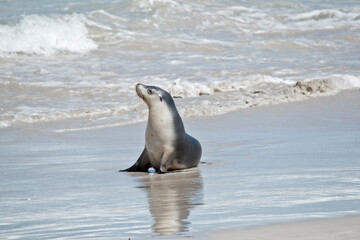 Fototapeta premium the female sea lion is walking at Seal Bay
