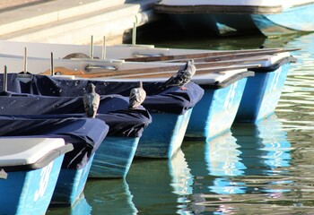 palomas encima de unas barcas en el parque del Retiro de Madrid, Espa&ntilde;a