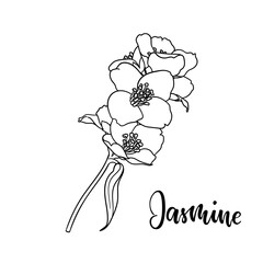black and white branch flower jasmine outline isolated on background with word jasmine. Hand-draw contour line and strokes branch flowers. Design element for greeting card and invitation