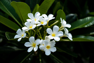 White Plumeria flowers in natural light