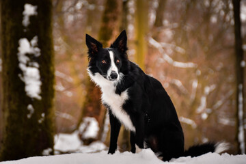 Black and white border collie. Photo from czech castle Konopiste. It was amazing experience. I love dogs on snow.