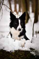 Black and white border collie. Photo from czech castle Konopiste. It was amazing experience. I love dogs on snow.