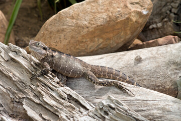 the water dragon is climbing up a piece of wood