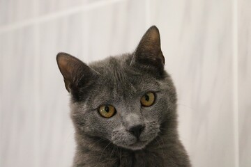 beautiful small grey kitten is looking into the camera