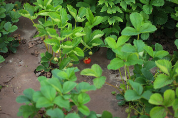 Strawberry bush in the garden. Green leaves. New crop of fresh berries growing in the garden. Gardening concept.