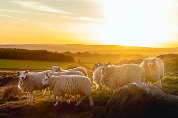 sheep at sunset