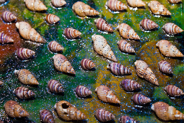 Abstract Decorative Dry Seashells