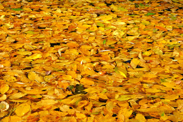 Autumn bright golden leaves in water in park. Yellow various leaves to swim on river. Fall background. Top view.