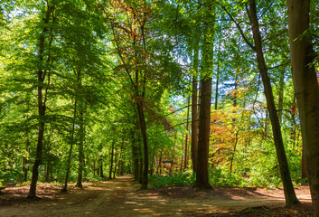 Forest landscape near Putten, Netherlands
