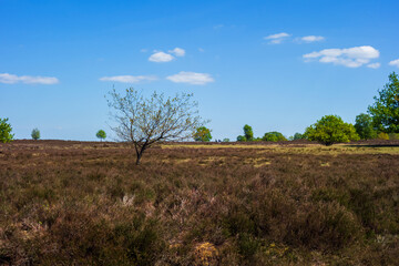 View on a moor with oak trees near Ermelo, Netherlands
