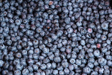 Background lots of ripe blue blueberries