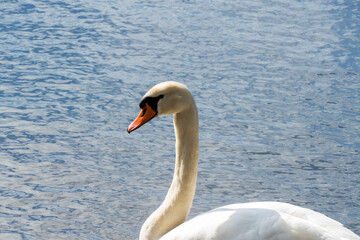 Close up of a white swan
