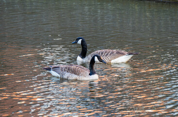Close up of a couple Canada geese (Branta canadensis)
