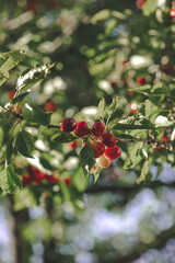 red berries on a branch