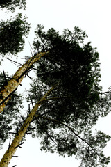 top of a tall pine tree on a spring day