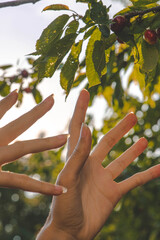 hands of a woman picking up red cherries