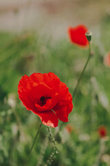 Closeup of an isolated red poppy flower 