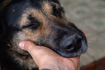 Shepard dog happy to be scratched while putting his head on a human hand.