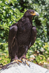 Large size Eagle Inn in soil
