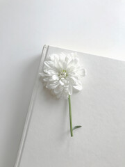 on a white paper lies a white chrysanthemum