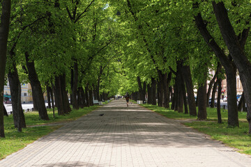 Fototapeta na wymiar Wide shady pedestrian street in the city in summer. St. Petersburg