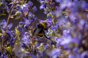 bee on a flower pollinating