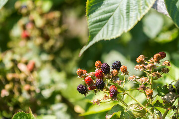 Blackberries growing and ripening on the twig.