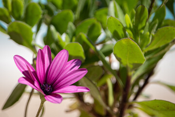 pink magnolia flower