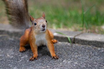 Red squirrel on the asphalt track.
