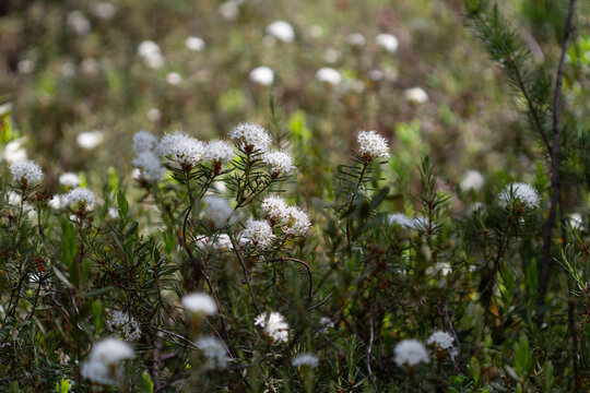 Blooming rosemary in the swamp.