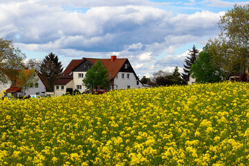 Yellow blooming rapeseed field on a sunny spring day with beautiful clouds and buildings