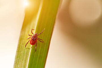 An ixodic parasite mite is sitting on the green grass. The danger from the bite of a tick encephalitis and other dangerous diseases