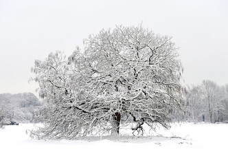 Beautiful tree in winter