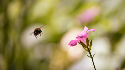 bee flying to a flower pollinating