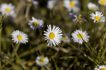 Macro photo of meadow with daisy flower in focus
