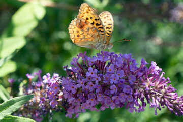 butterfly on purple flower