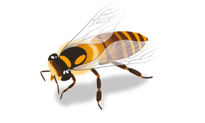 Bee