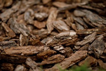 macro tree bark background decoration
