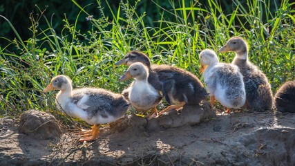 Group of five little ducklings standing with lighting morning sunrise to warm up in the winter outdoors
