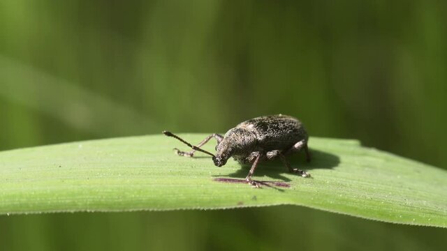 Macro shot of a weevil beetle on a green blade of grass preparing to take off.