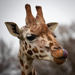 close up of giraffe head