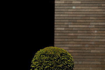 black and brick wall and a decorative plant