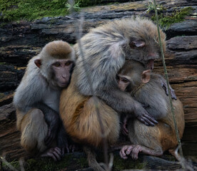 mother and baby monkey