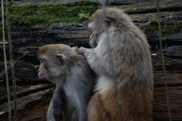 mother and baby monkey