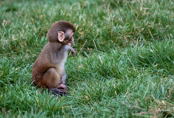baby monkey sitting in the grass