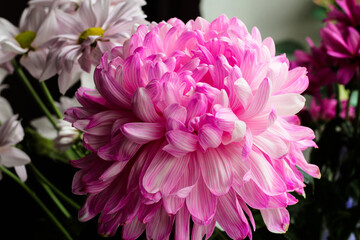 A close up photo of a bouquet of pink chrysanthemum 