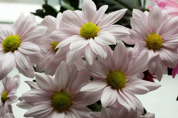 A close up photo of a bouquet of pink chrysanthemum 